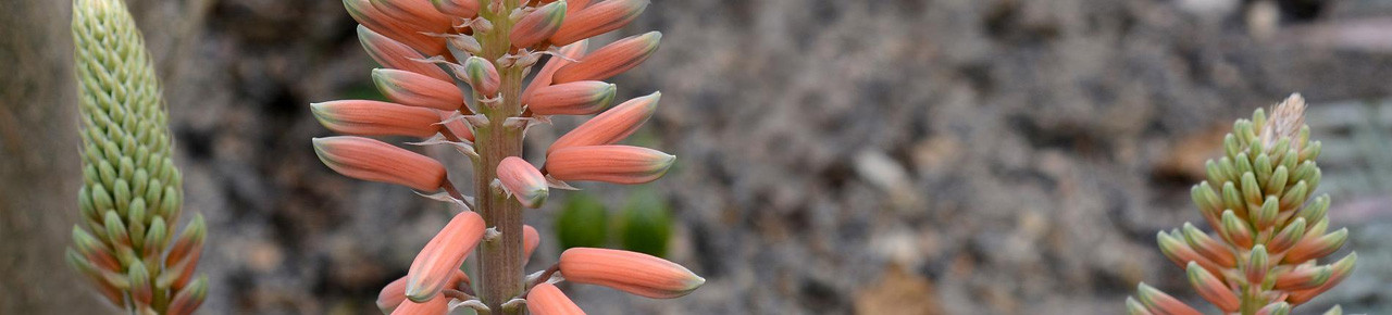 Aloe Vera Blüten