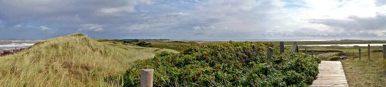 Landschaft an der deutschen Küste mit Sanddornpflanzen