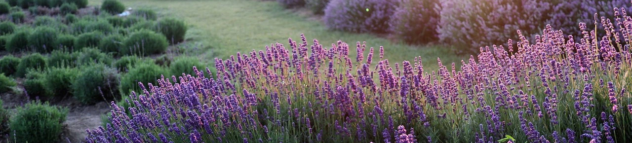 Lavendelfeld in Blüte