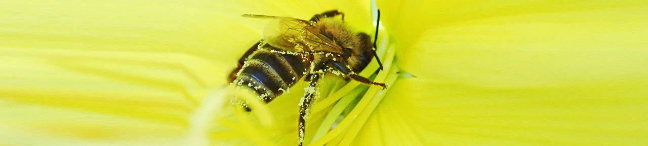 Biene auf einer Nachtkerze