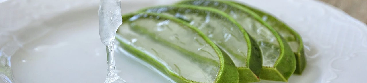 Aloe Vera für Narbenpflege