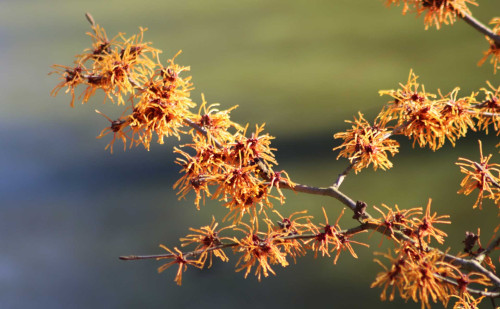 Für Problemhaut – Zaubernuss beruhigt und heilt Für Problemhaut – Zaubernuss beruhigt und heilt