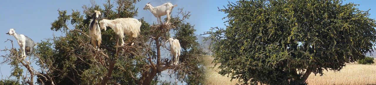 Ziegen sitzen auf einem Arganölbaum