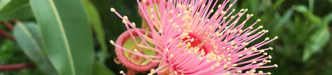 Ekalyptus Blüte Verwendung bei Aroma-Therapie