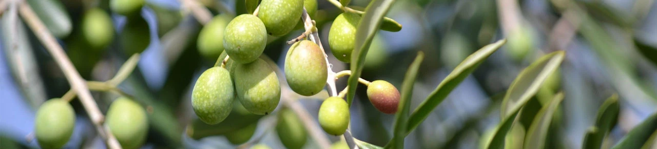 Oliven am Olivenbaumzweig