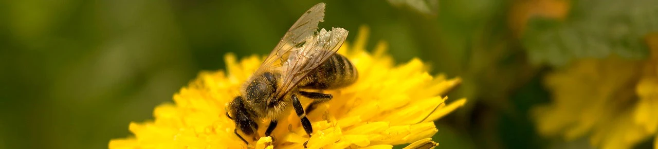 Biene sammelt Pollen für die Bienenwachsproduktion