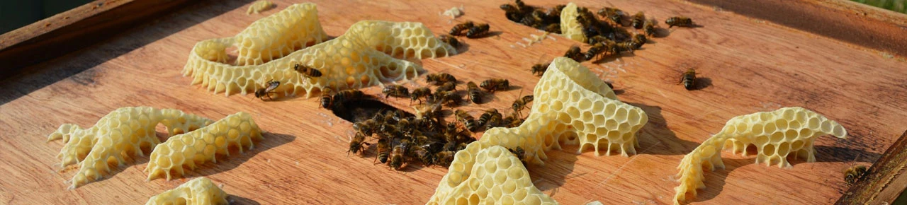 Bienenwaben zur Gewinnung des Bienenwachses